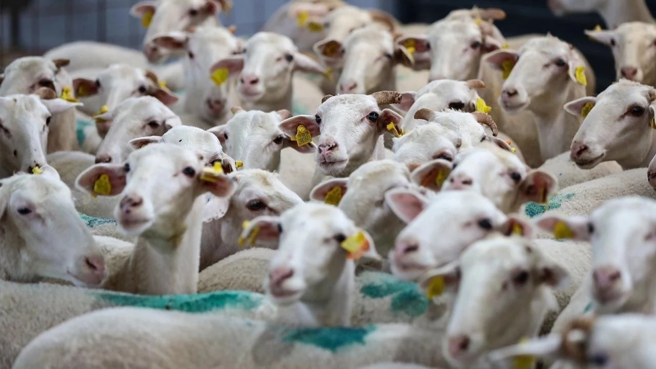 Ceylanpınar TİGEM’de koyun satışı